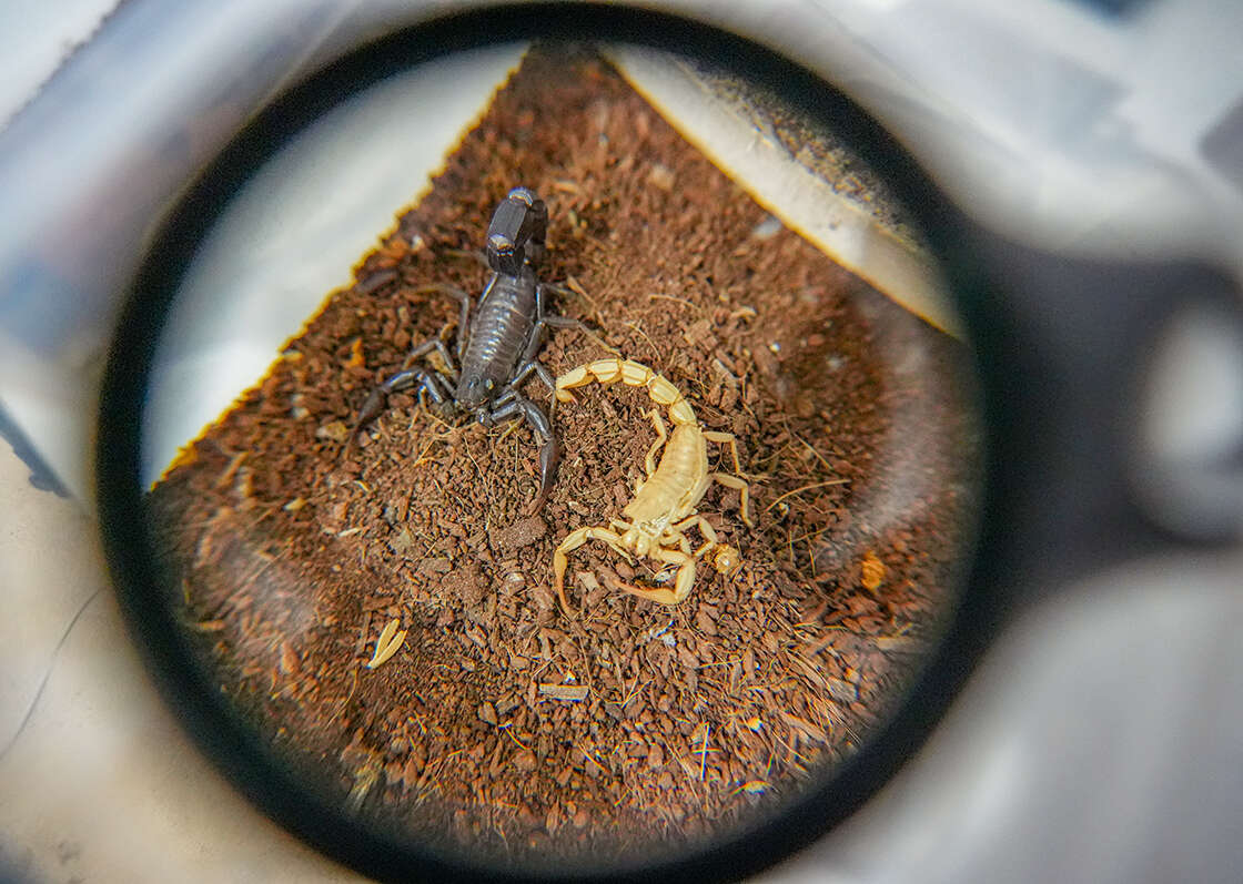 Zehirli Ama Değerli: Milyon Dolarlık Akrep Tesisi 3